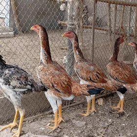 mäki jüyjeler yetişen
