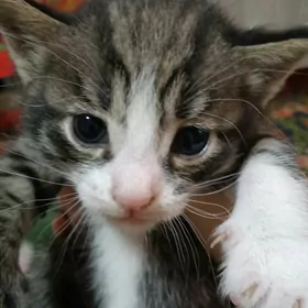 котята