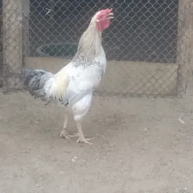 Horaz