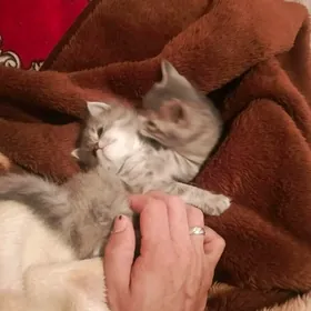 британские котята