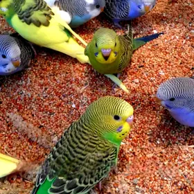 🦜Popugay iym,dane,korm,im🦜