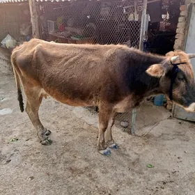 sygyr