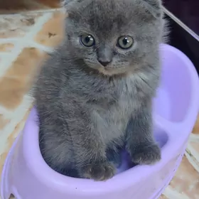 кошки коты