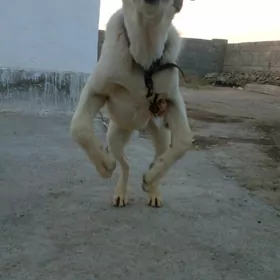 БАМЫГОНРЫН ОГЛЫ ГАРАДАГЫН ОГЛЫ