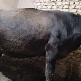 gysyr Bakyda duran sygyr
