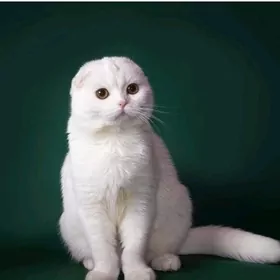 кот