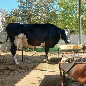 Galisteyin goleli sygyr