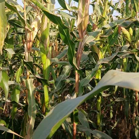 Мекге кармовой Сары