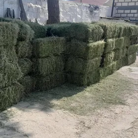 Yandak