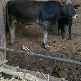 Öküz