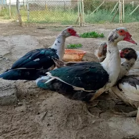 İNDAWUTGA HORAZ