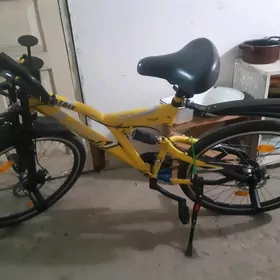 тигир олимпия