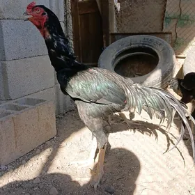 horoz