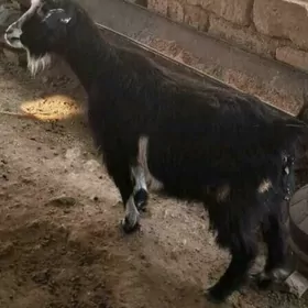 geçi bakylan