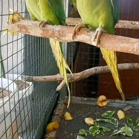 OJERELOWY ожереловый