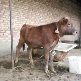 Öküz Siwet Tohum 9 aýynda