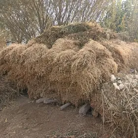 От Ерунжа бедеси