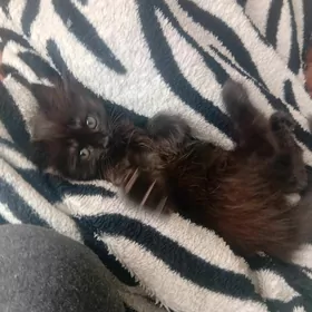продаётся котенок