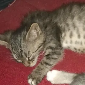 Котенок девочка Pisijek gyz