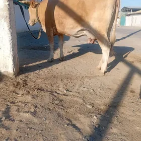 Tohum gölelii sygyr