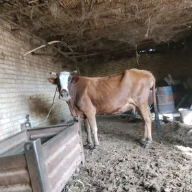 голели сыгыр