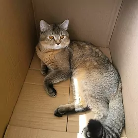 котик на вязку