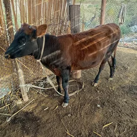 gulajyn göle