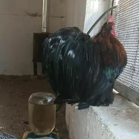 Kohin karlik horazlar