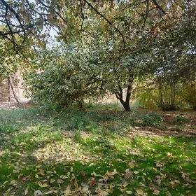 Daça