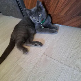 pişik