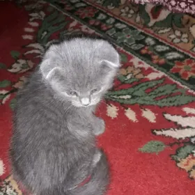 шатланские котята