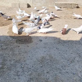 kepderi