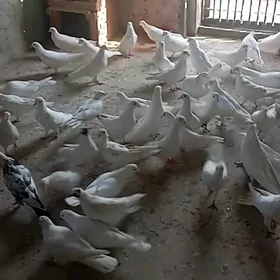 Kepderi
