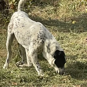 чопак кучук
