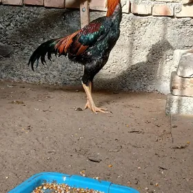 Taşgent