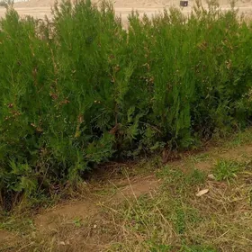 yolka tuya йолка туя