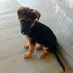 Немецкая овчарка