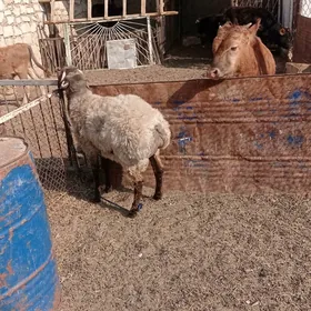 goç