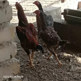 baýsaw horaz