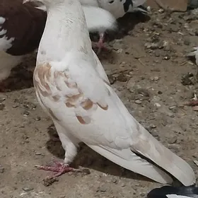 kepderi