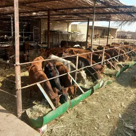 öküzler ve sygyrlar