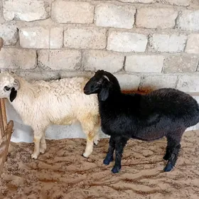 Bakylan tokly