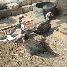 ordek taskent towuk Brama