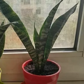 цветы gul скидка