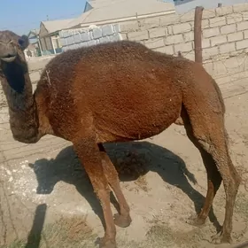 düye