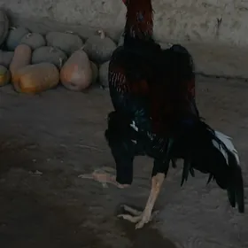 Horaz