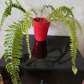 цветы папоротник кротон