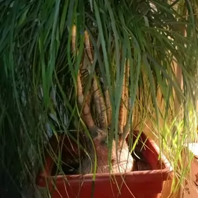 цикас, бокарнея , замиакулькас