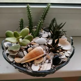 СУКУЛЕНТЫ И КАКТУСЫ