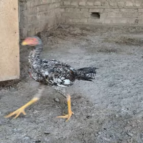 baysow